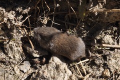 Microtus subterraneus