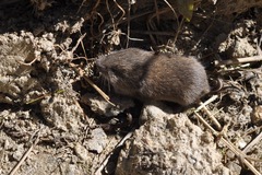 Microtus subterraneus