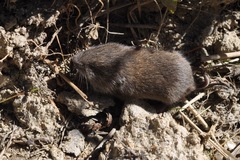 Microtus subterraneus