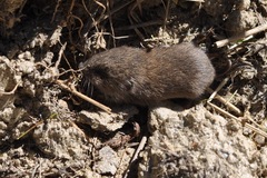 Microtus subterraneus