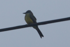 Tyrannus melancholicus