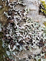 Hypotrachyna sinuosa