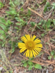 Osbertia stolonifera