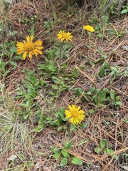 Osbertia stolonifera