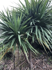Cordyline obtecta