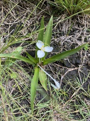 Weldenia candida