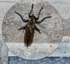 Eutolmus rufibarbis