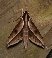 Xylophanes cyrene