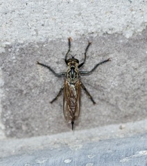 Eutolmus rufibarbis