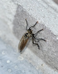 Eutolmus rufibarbis
