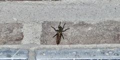 Eutolmus rufibarbis