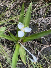Weldenia candida