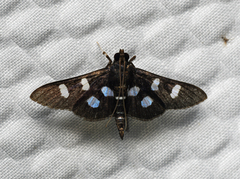 Desmia octomaculalis