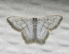 Chloropteryx opalaria