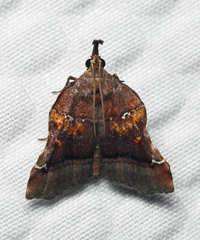 Clydonopteron sacculana