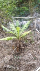 Sonchus fruticosus image