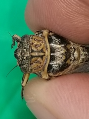 Clidophleps distanti