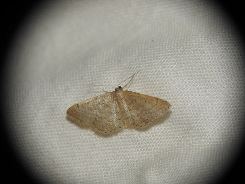 Acidalie obsolète (L')