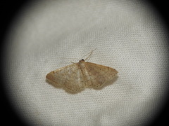 Idaea obsoletaria