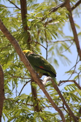 Amazona oratrix tresmariae