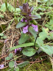 Stachys eriantha