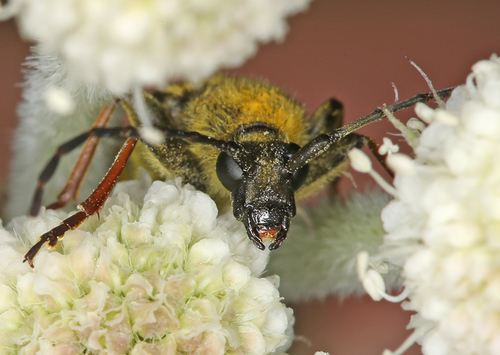 iNaturalist observation photo of Yellow Velvet Beetle