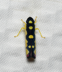 Baleja flavoguttata