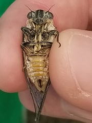 Clidophleps distanti