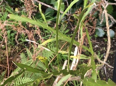 Carmichaelia williamsii