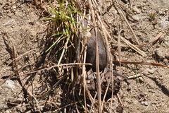 Microtus subterraneus