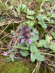 Stachys eriantha