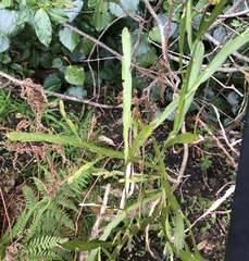 Carmichaelia williamsii