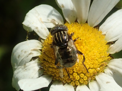 Eristalinus sepulchralis