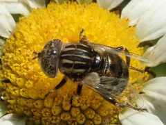 Eristalinus sepulchralis