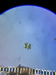 Xanthidium antilopaeum polymazum