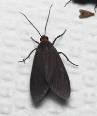 Episcepsis hypoleuca