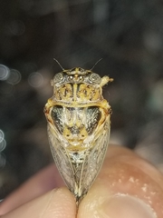 Clidophleps distanti