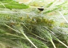 Capitophorus elaeagni