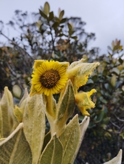 Espeletia frontinoensis