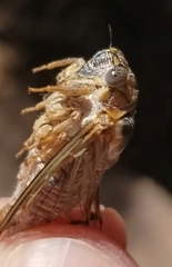 Clidophleps distanti