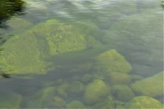 Salmo salar