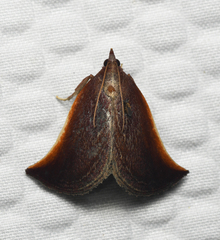Zanclodes falculalis