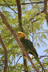 Amazona oratrix tresmariae