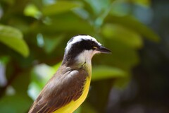 Pitangus sulphuratus