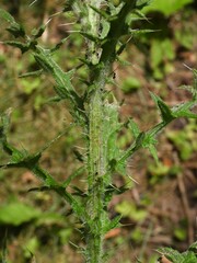 Capitophorus elaeagni