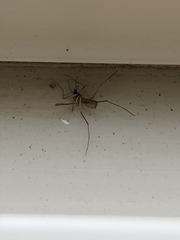 Aedes trivittatus