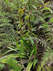 Phragmipedium