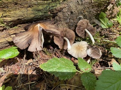 Psathyrella olympiana