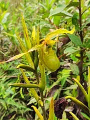 Phragmipedium