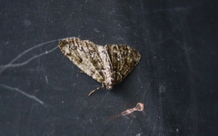 Cleorodes lichenaria